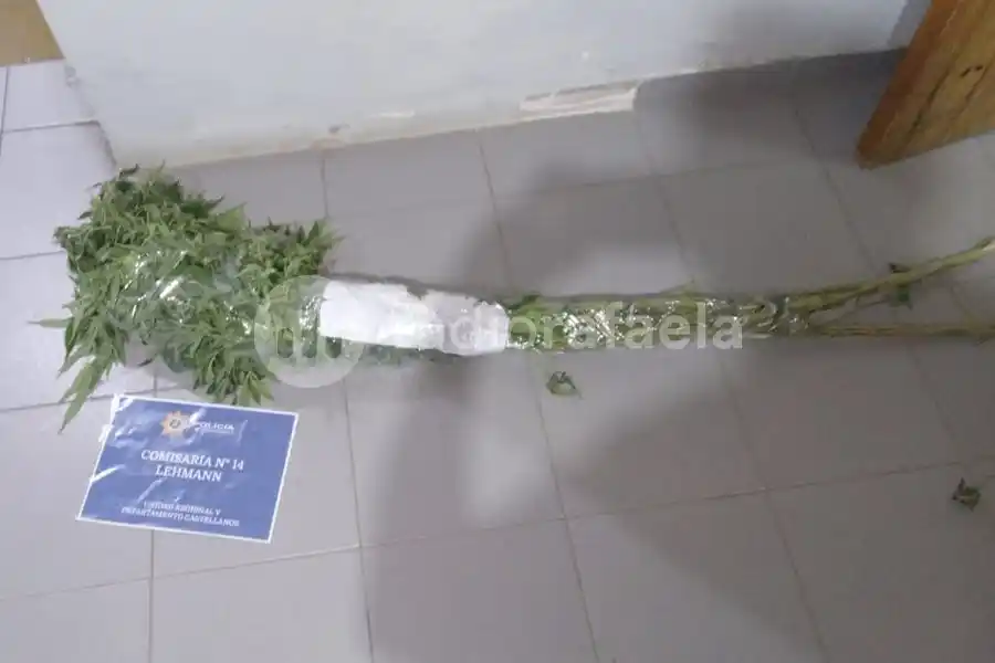 Sacaron a pasear una planta marihuana en moto y en plena madrugada