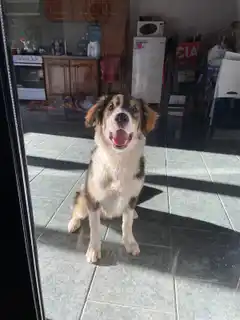 Buscan un adoptante responsable para un cachorro encontrado en España y Alem