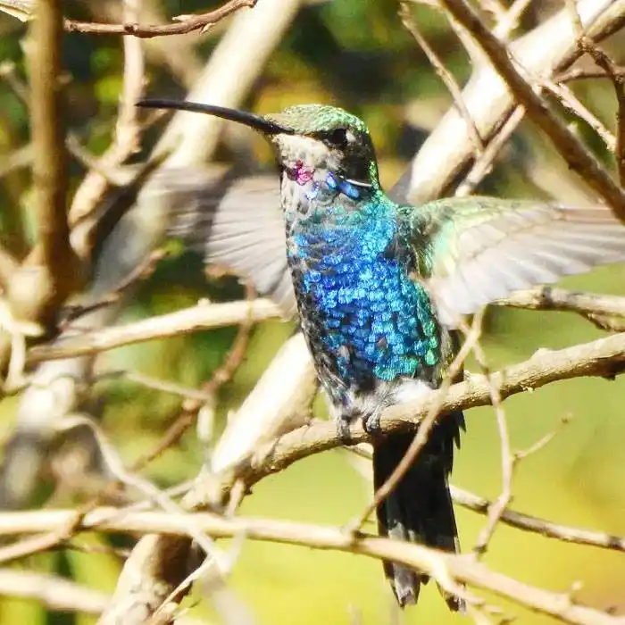 Puerto Iguazú: una aventura  en el Jardín de los Picaflores