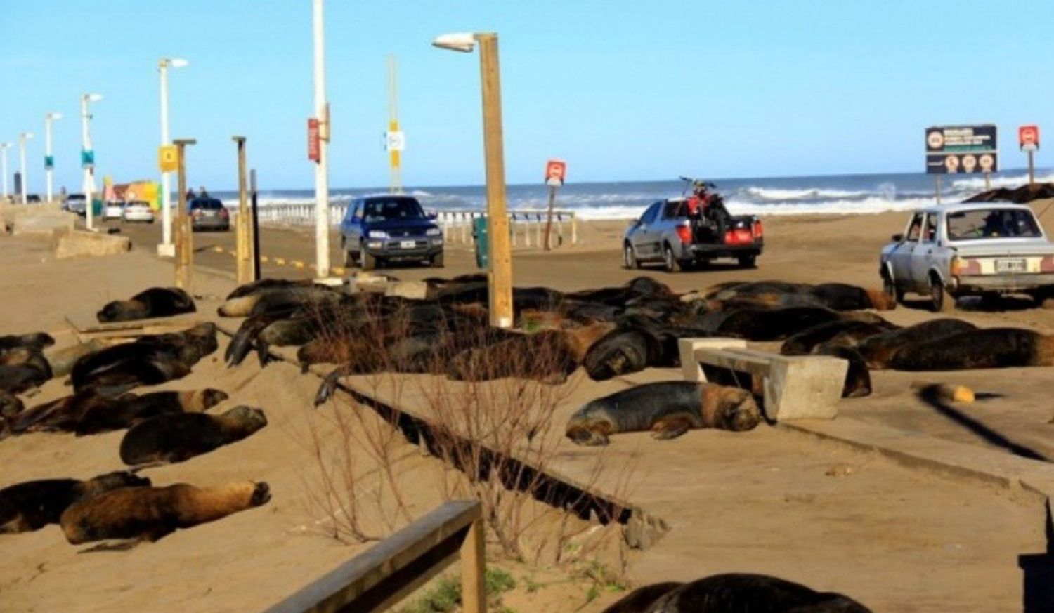 Necochea: decenas de lobos marinos muertos llegaron a la costa e investigan un posible contagio masivo de gripe aviar