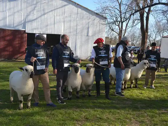 La raza Hampshire Down brilló en el primer día de la Expo Rural 2025