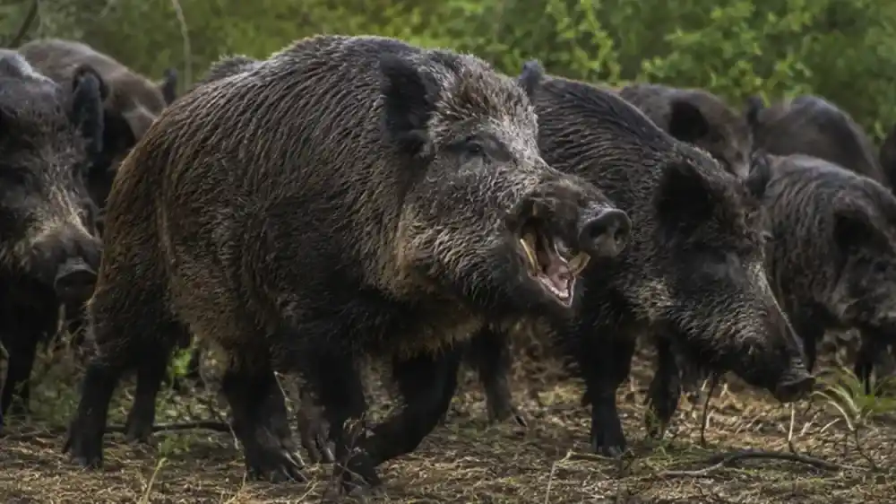 La "invasión biológica" que genera pérdidas millonarias en el campo: la amenaza del jabalí