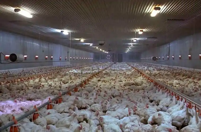 Murieron 5 mil pollos en el norte de Santa Fe por un golpe de calor