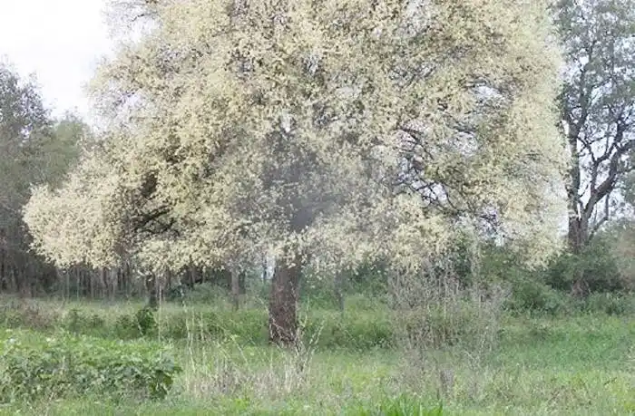 El Ubajay: �SDuraznero del monte⬝