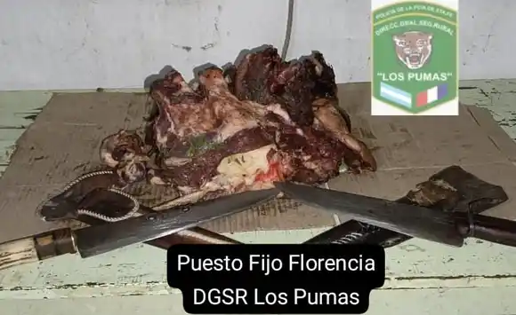 Faenaron un búfalo y fueron imputados por abigeato: les secuestraron 10 kilogramos de carne ya procesada