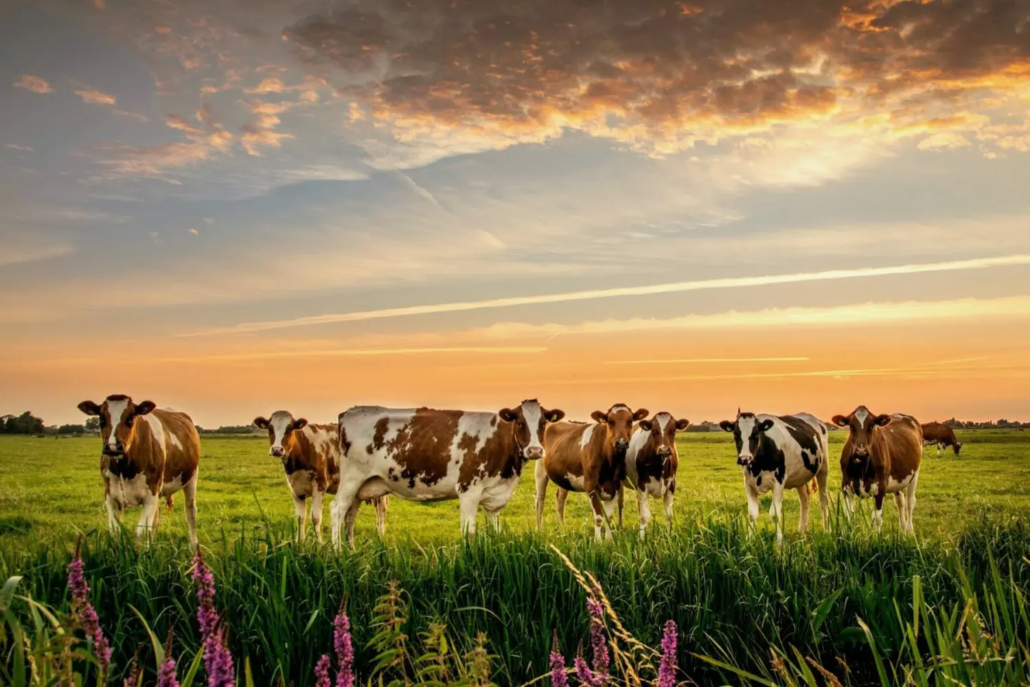 Las vacas se están comiendo el tesoro más grande de Colombia