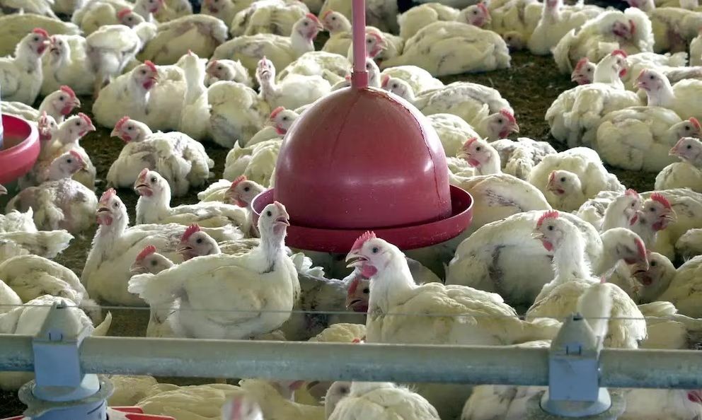 Argentina suspende parte de las exportaciones de productos aviares tras detectar un caso de gripe aviar