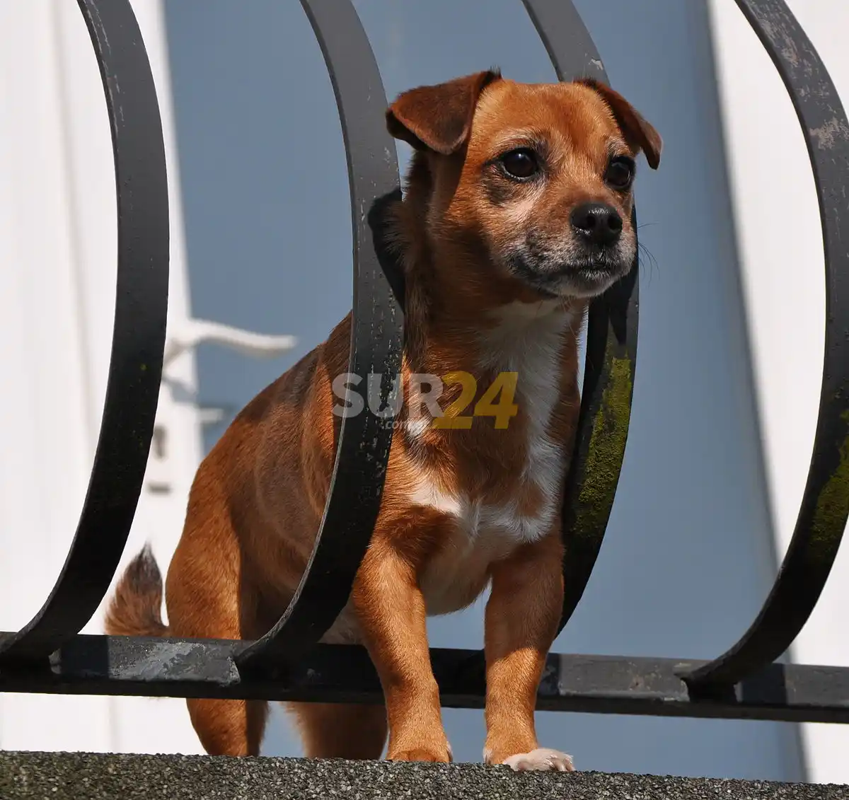 Convocan a vacunar mascotas contra la rabia