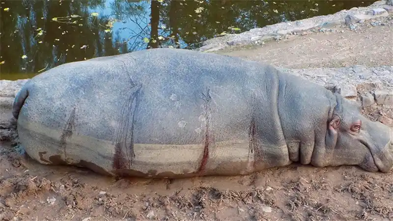 Denuncian que balearon y tajearon a un hipopótamo en el zoo de Mendoza