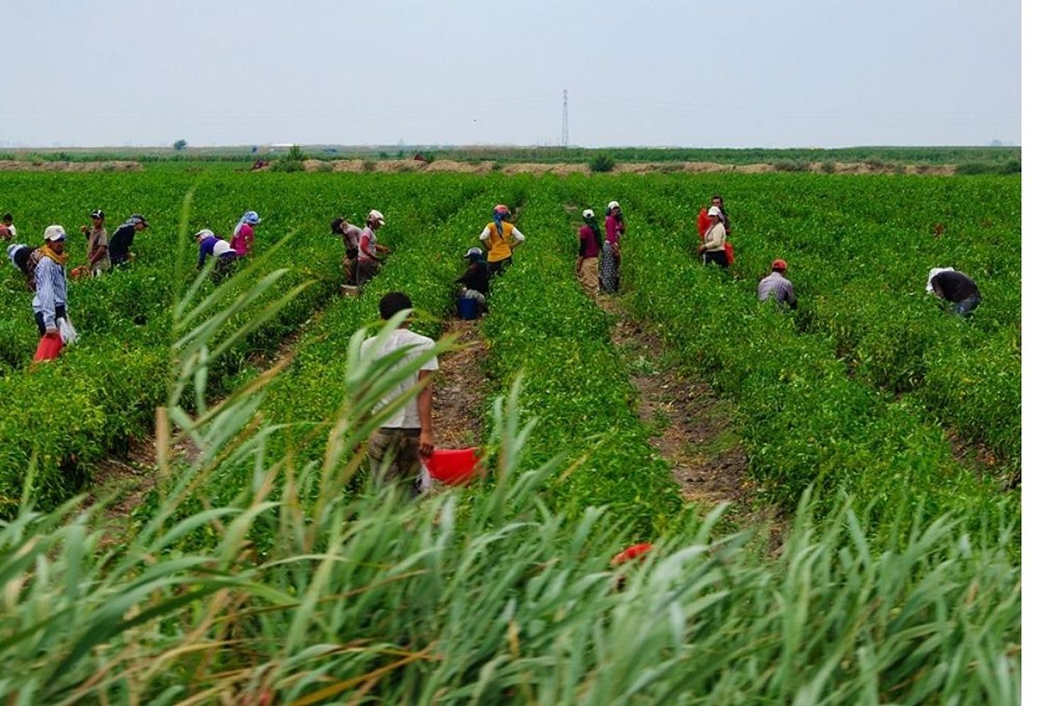 Procesan a directivos de una productora de frutos rojos por “trata laboral”