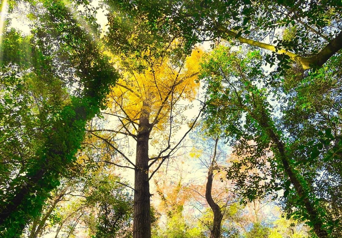 El Ginkgo Biloba se encuentra en el Bosque Encantado de General Belgrano