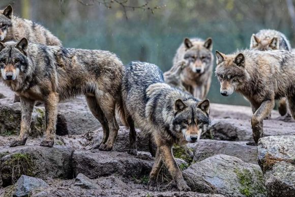 Advierten que es un "peligro" la reaparición de manadas de lobos en Europa
