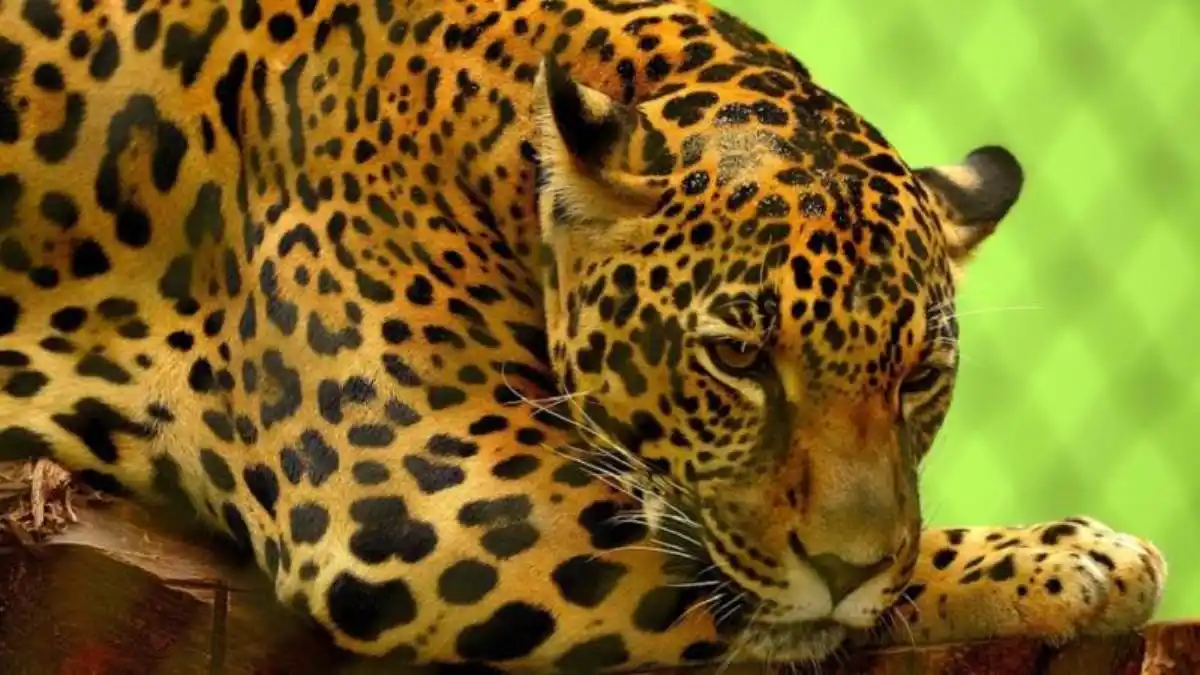Hombre mató a un jaguar por placer, lo exhibió como un trofeo y ahora lo buscan POR FANFARRÓN