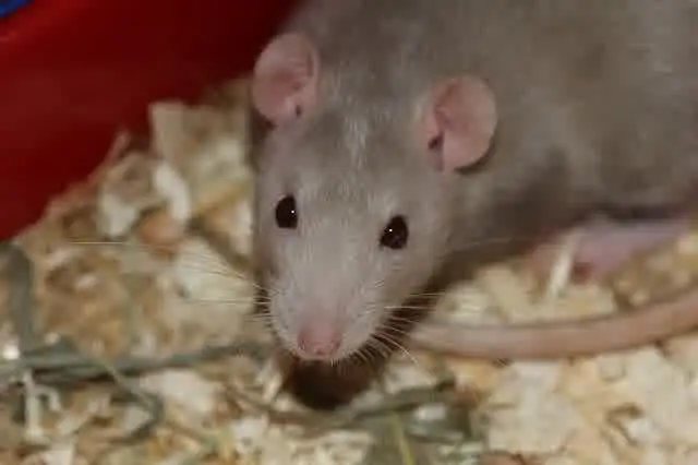 Estudio pionero sobre leptospirosis en asentamientos de Santa Fe