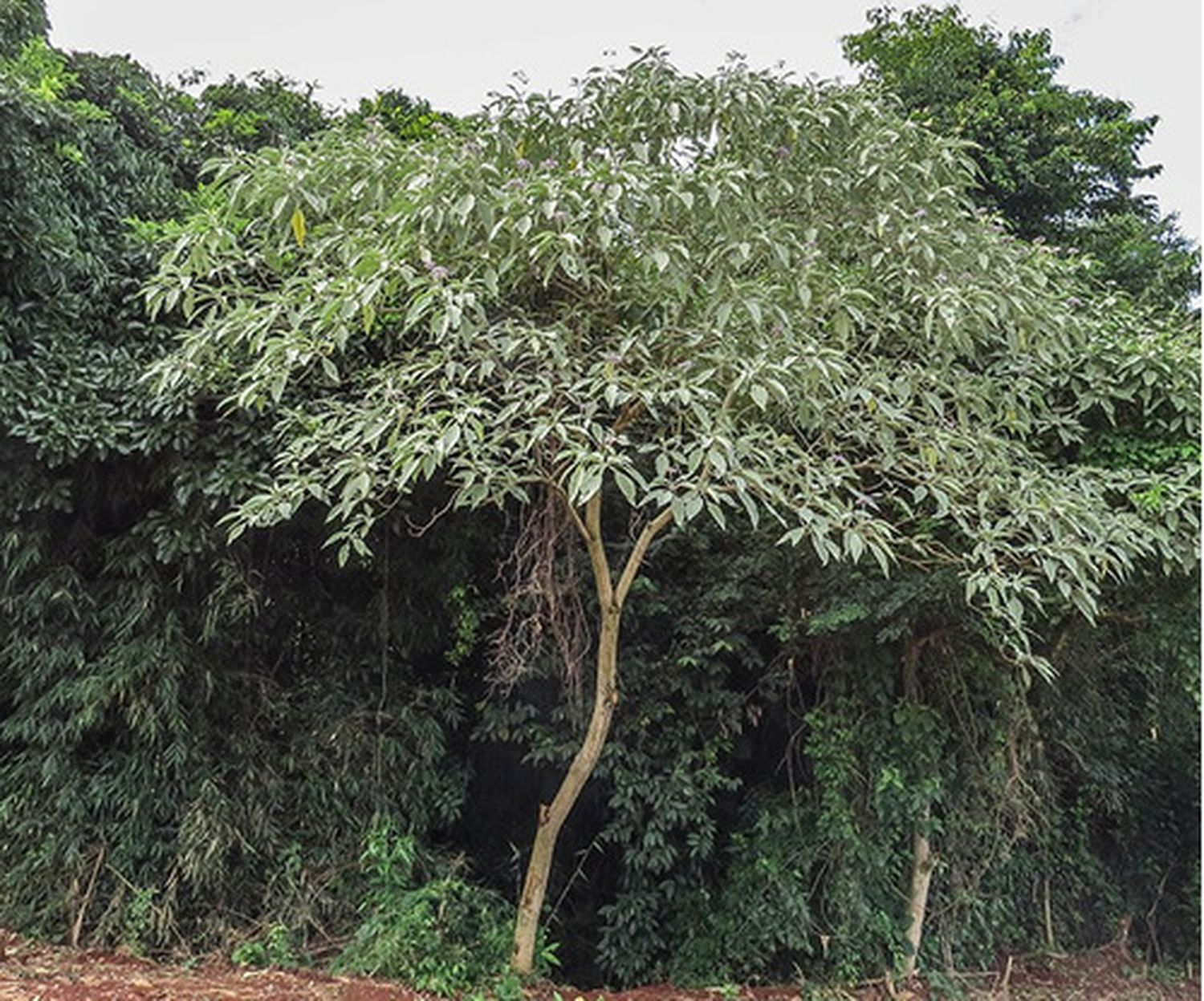 Flora autóctona, hoy: Solanum granuloso-leprosum, Fumobravo