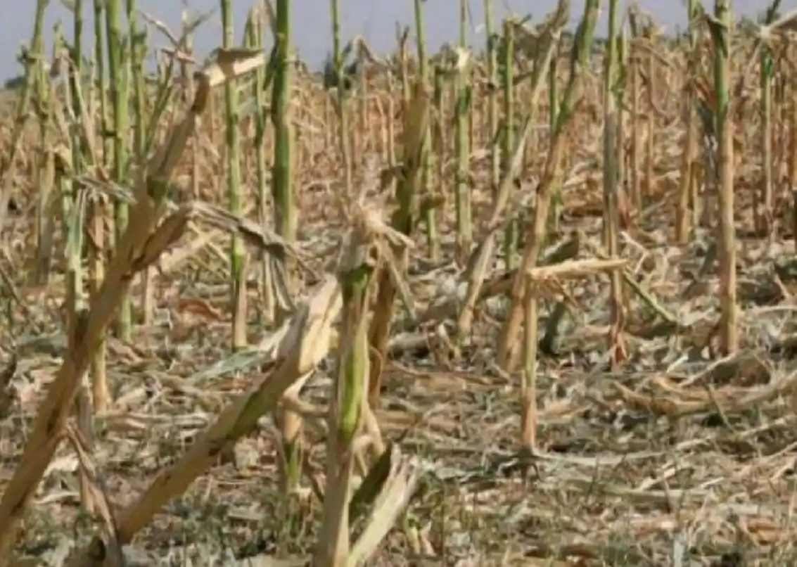 Gualeguaychú, entre los cinco departamentos de la provincia con "afectación severa" por la sequía