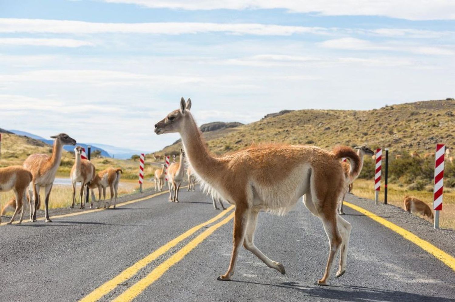 Cientos de guanacos invadieron rutas y campos en Santa Cruz