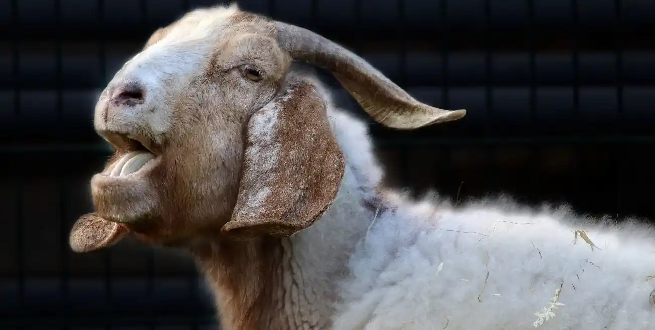 Primeros brotes de scrapie en Argentina