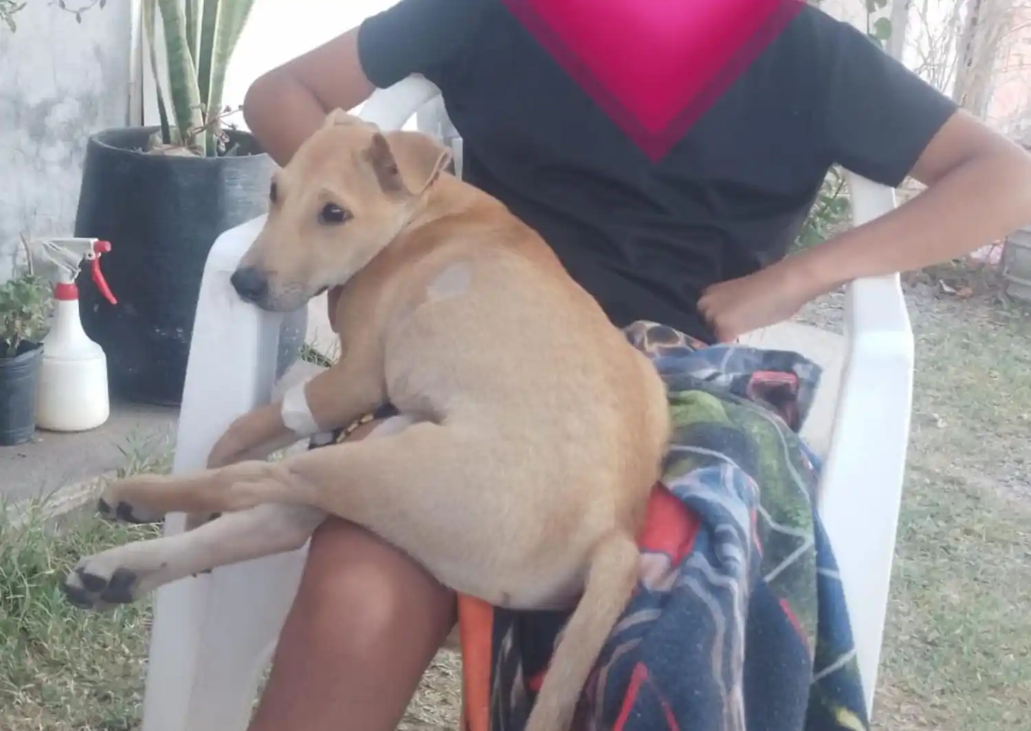 Piden colaboración para Drako