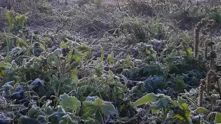 Las temperaturas en la ciudad serán muy bajas en horas tempranas.