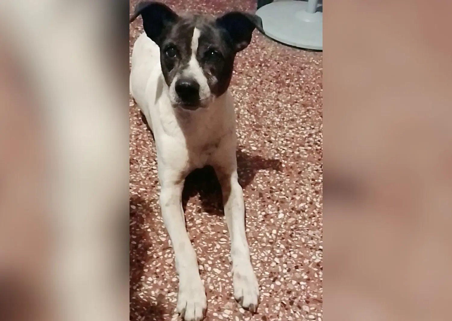 Perro perdido: buscan a Esqueletor