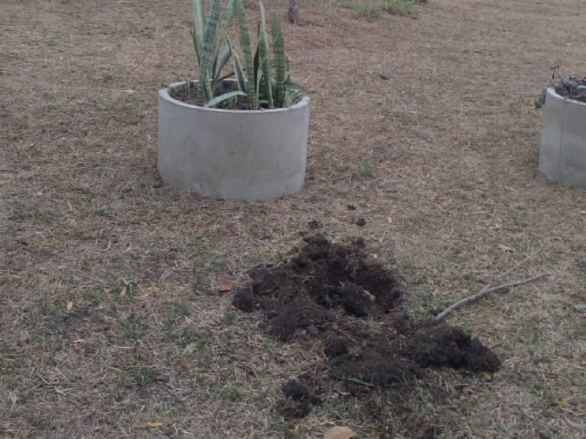 Otra vez, barrio Vélez Sarsfield: se roban hasta las plantas   