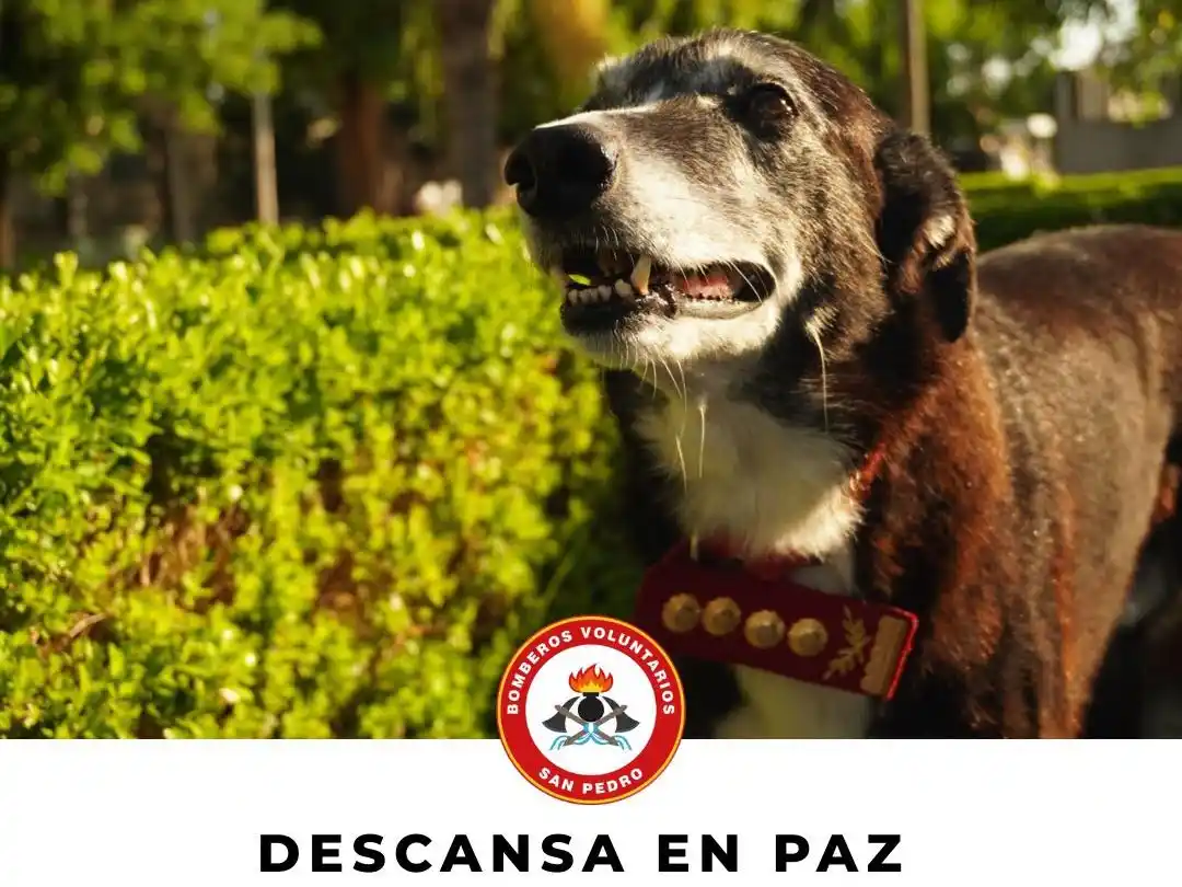 holmatro perrito bombero