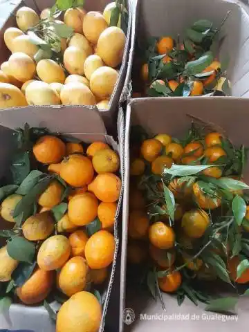Donaron cítricos para un Comedor barrial
