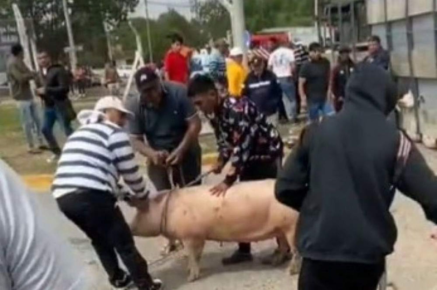 Volcó un camión jaula repleto de cerdos  y los vecinos se llevaron varios animales