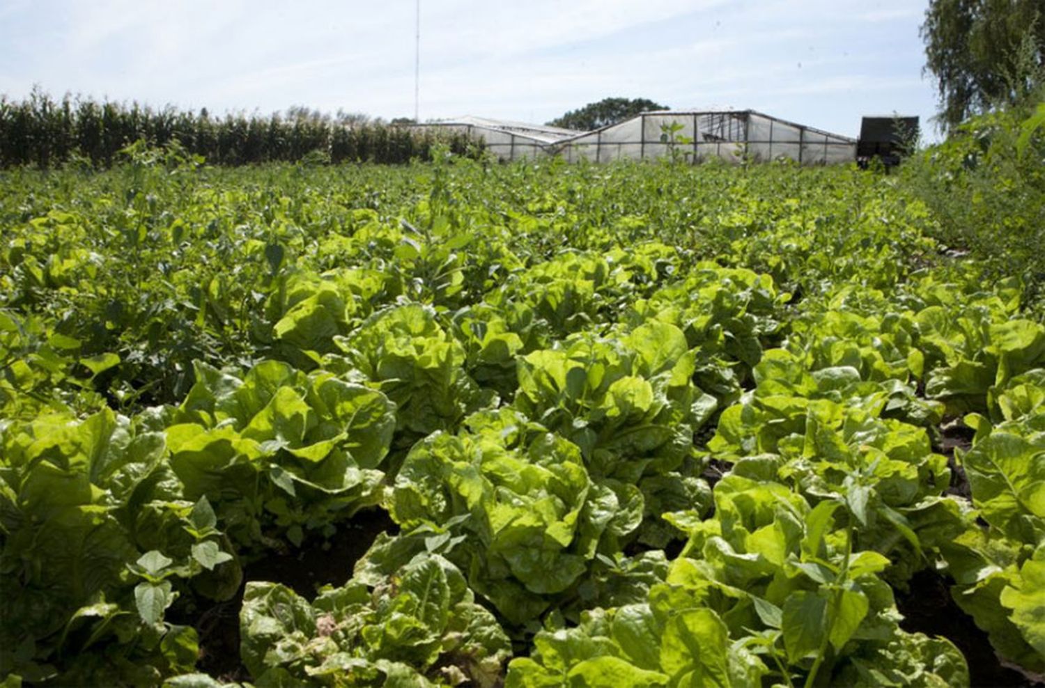 El gobierno bajó las retenciones a las exportaciones de productos agrícolas regionales