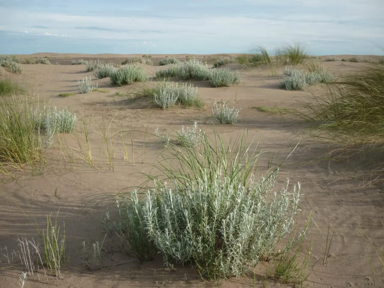 Una nueva reserva natural protege un ecosistema costero de Marisol