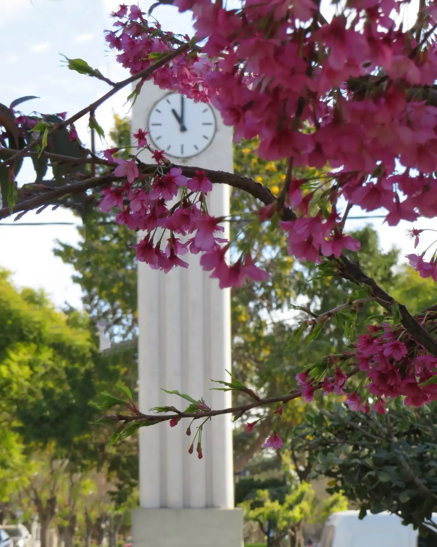 Florecieron los sakura en Chascomús: la belleza japonesa que tiñe de rosa la avenida Lastra