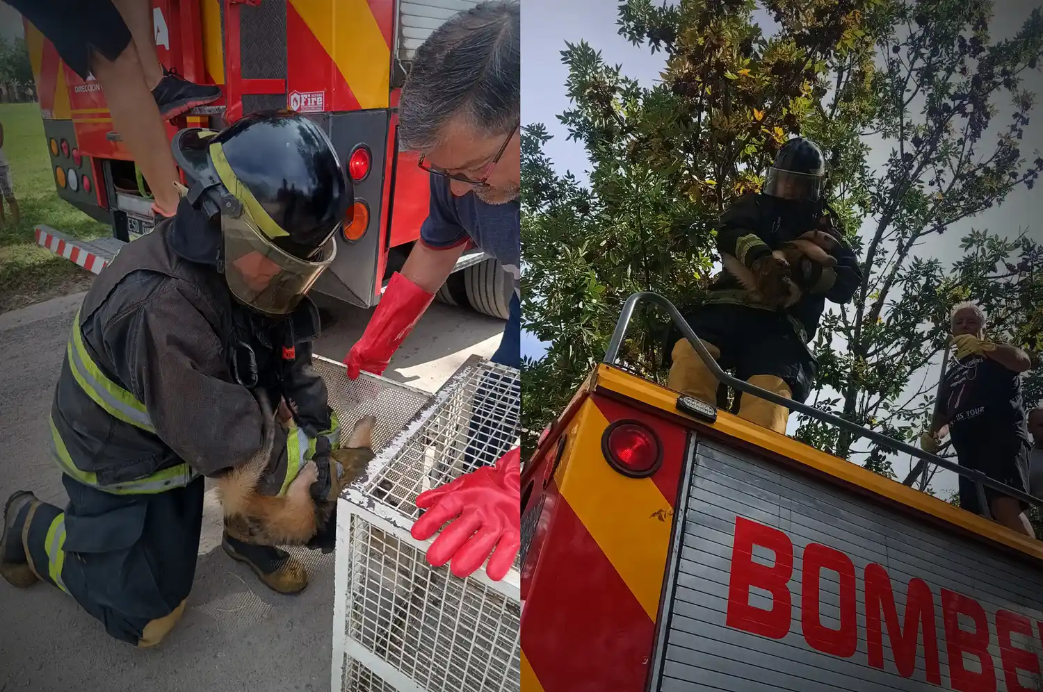 Sorpresa en el barrio Mora: vecinos encontraron a un oso melero en una rama de un árbol