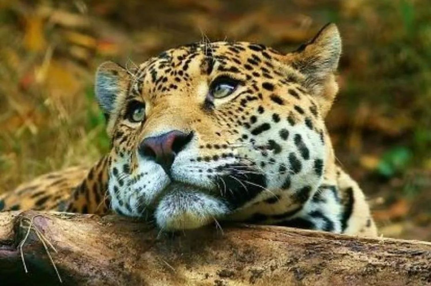 Murió la yaguareté “Tobuna”, emblema de la conservación en Argentina