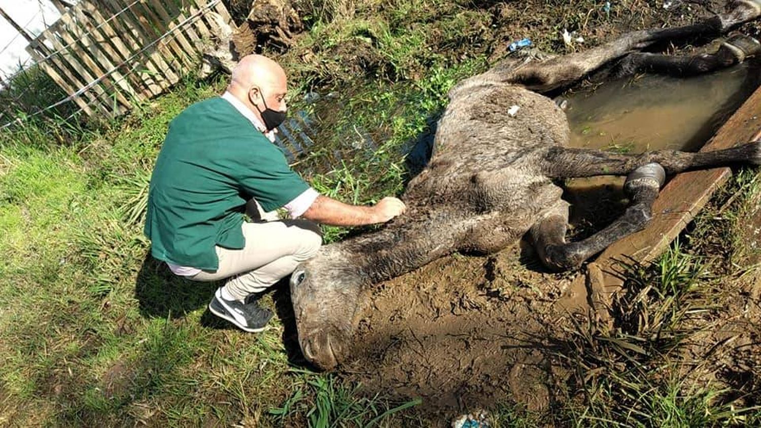 Indignación por el caso de un caballo abandonado en un zanjón