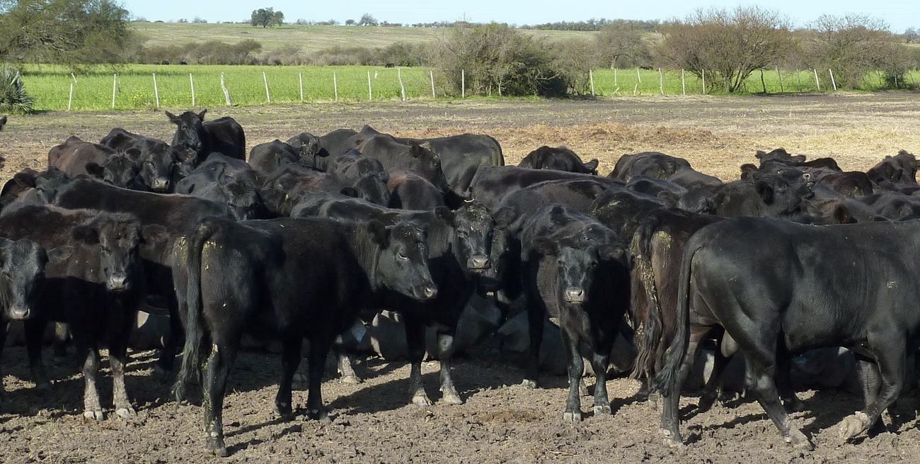 El valor de una vaquillona preñada se paga hoy con menos de dos terneros, algo que un año atrás costaba un 12% más.