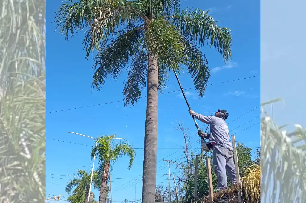 Poda preventiva en Aristóbulo del Valle