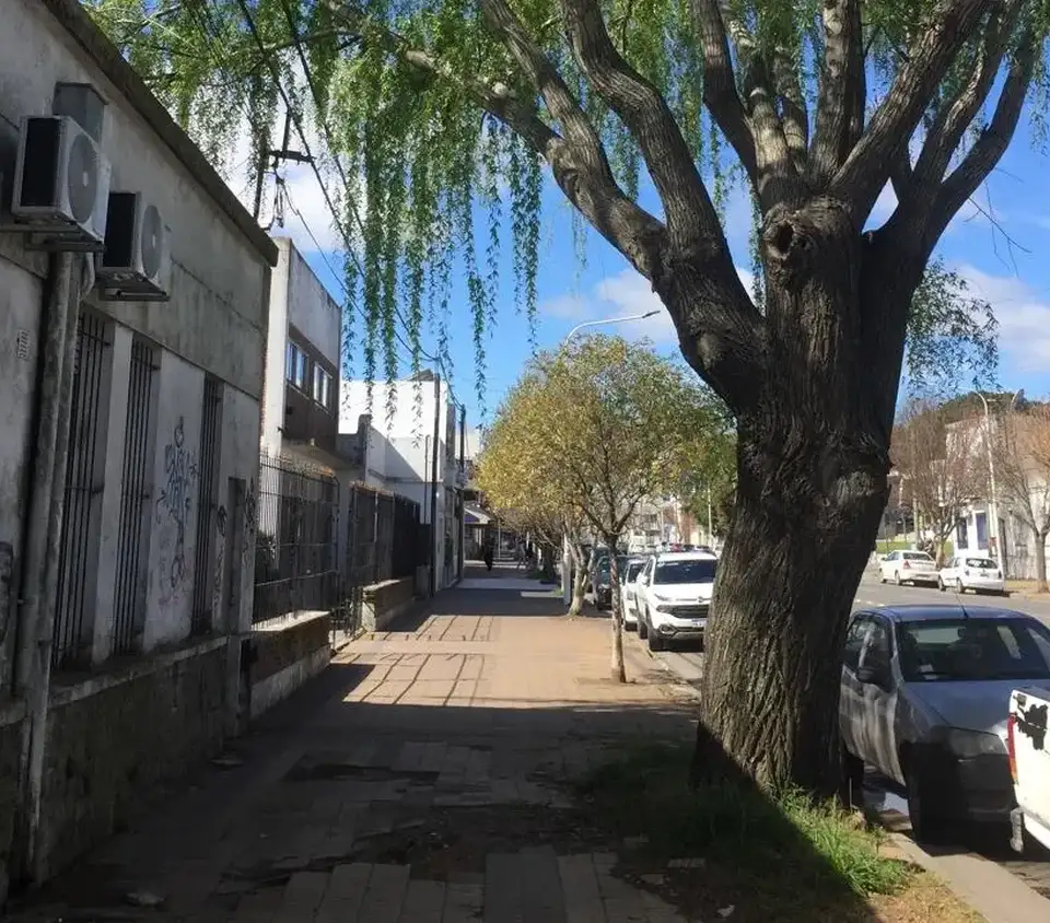 La organización Defensa del Arbolado de Tandil pidió que se contemple la conservación de los árboles al reparar las veredas del sector.