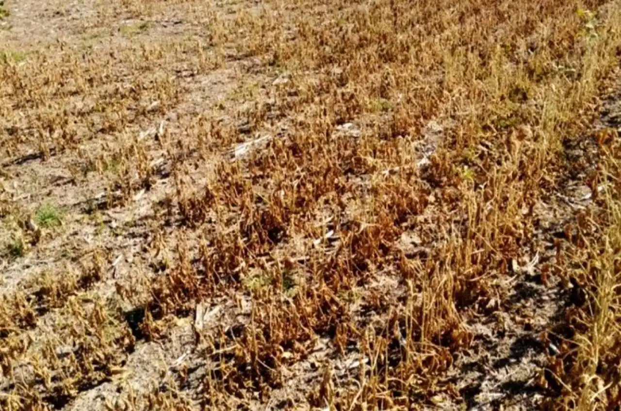 Por la sequía, en  Entre Ríos se prevé  un 60% de caída del acopio