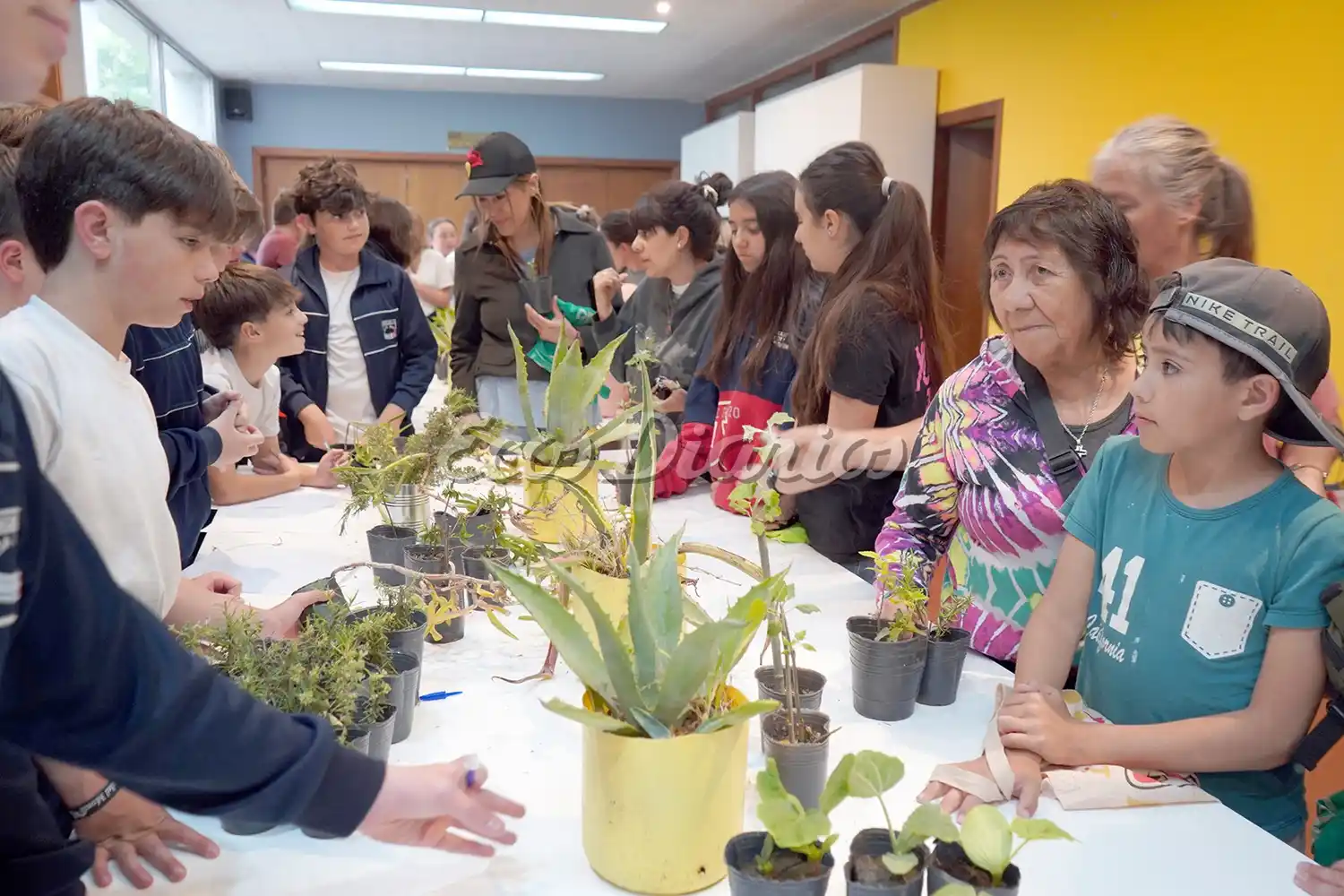 Mucho interés de la comunidad por la suelta de plantines