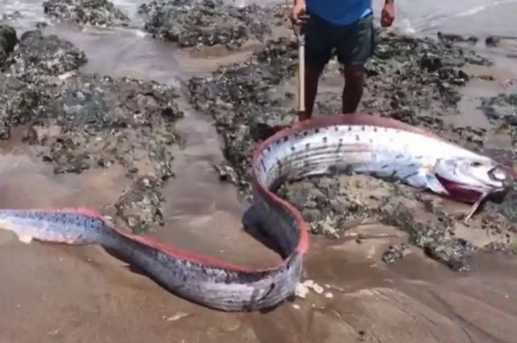 Apareció un pez remo en Perú y causó temor