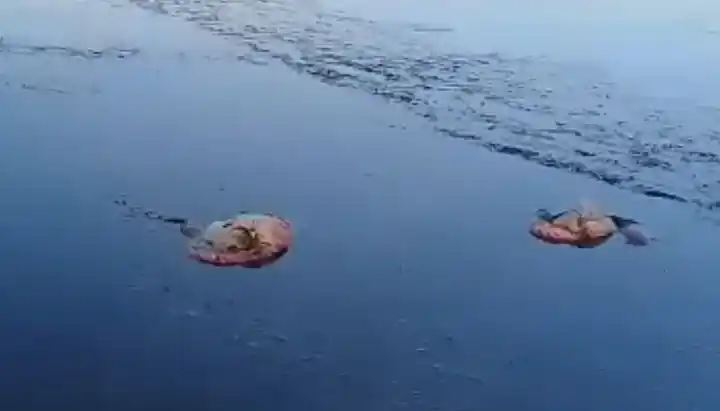 El granizo mató a un centenar de flamencos en Jujuy
