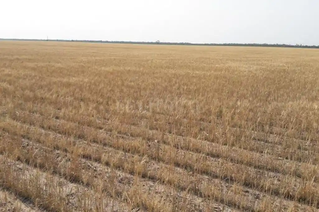 Trigo: un 60% de lo implantado ya se encuentra en estado regular