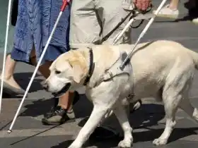 Diputados aprobaron proyecto para facilitar tránsito de personas ciegas con perros guía