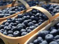 Agricultura distingue con el Sello de Calidad "Alimentos Argentinos" a empresas de mandarinas y arándanos