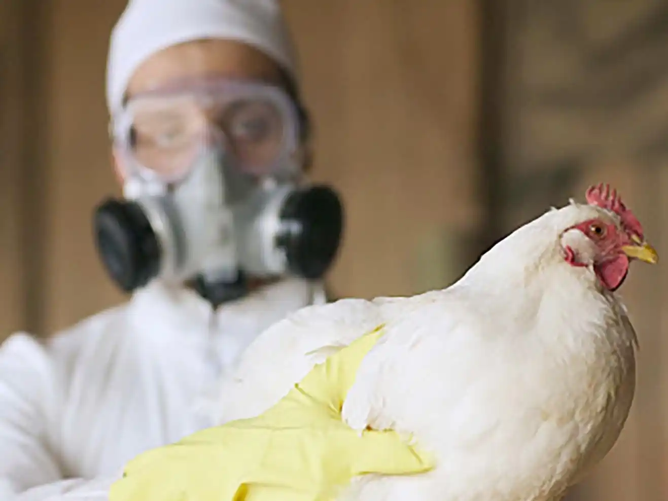 Europa endurece los controles ante el avance de la gripe aviar