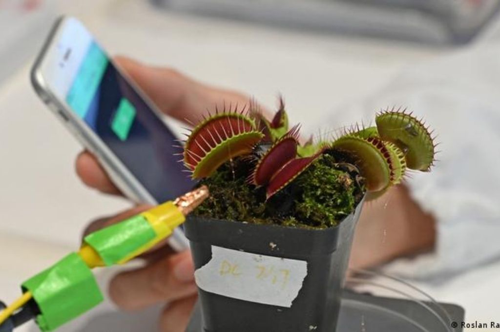 Logran controlar una planta carnívora con el celular