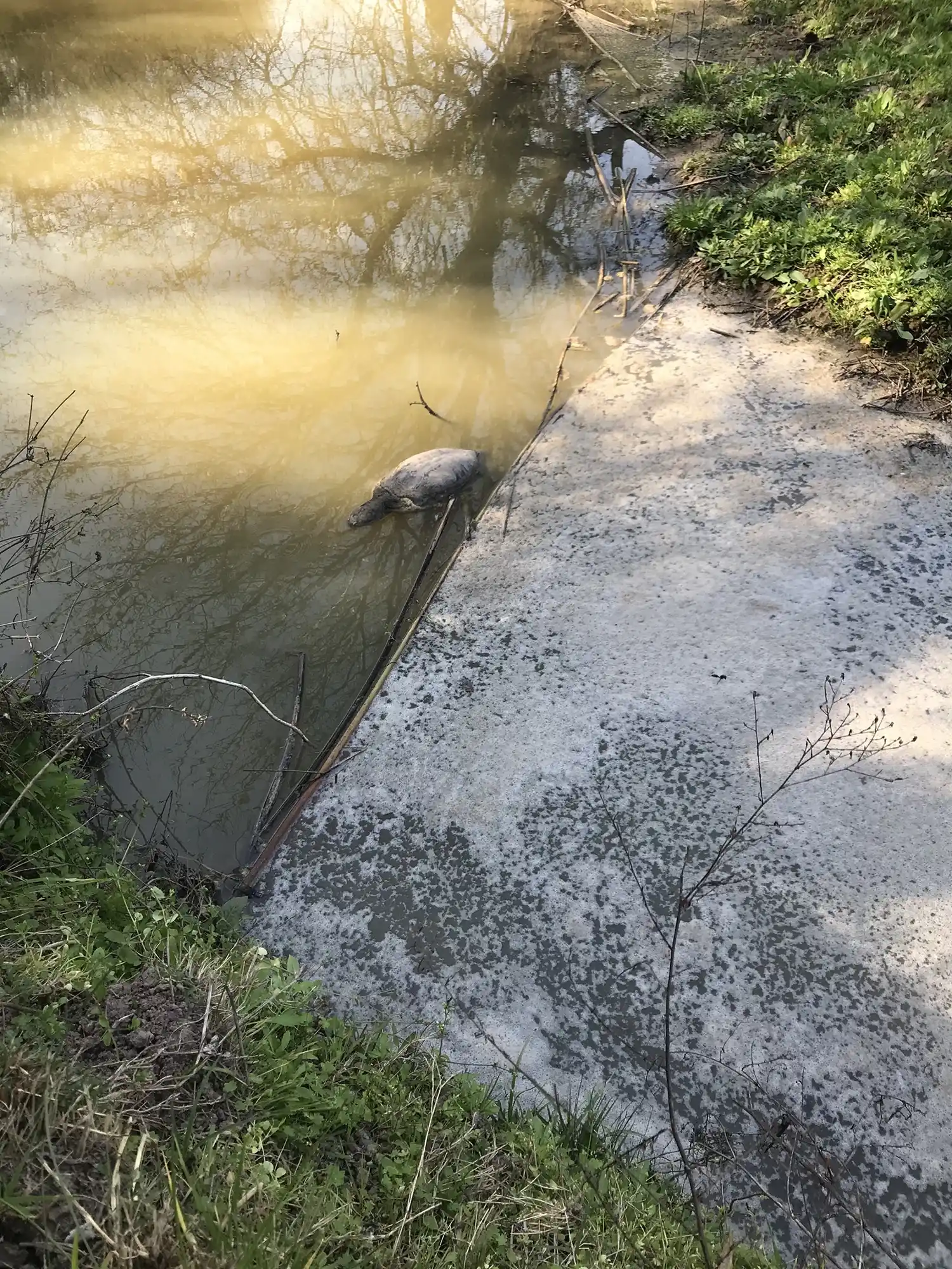Denuncian contaminación de un arroyo en XX de Septiembre