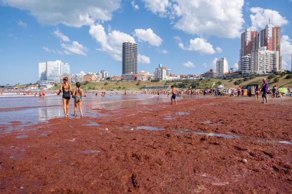 FENÓMENO NATURAL: Algas tiñen de rojo playas de la costa atlántica argentina