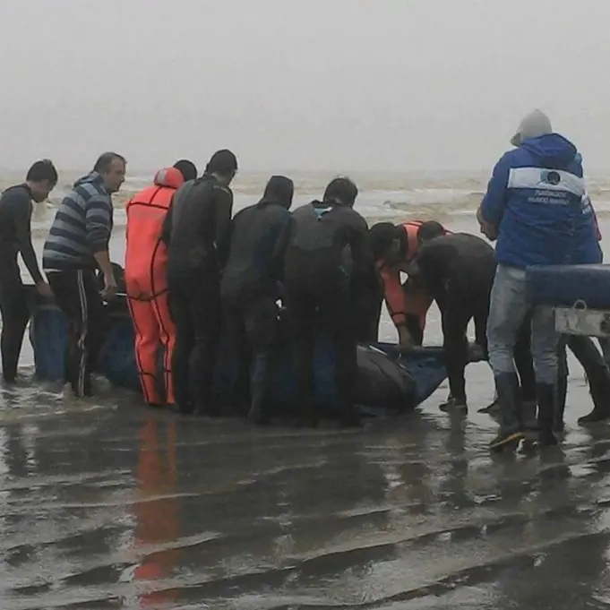 Las Toninas: Encontraron una ballena varada en la playa